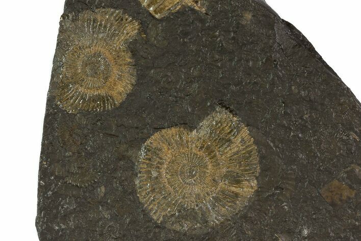 Dactylioceras Ammonite Plate - Posidonia Shale, Germany #79314